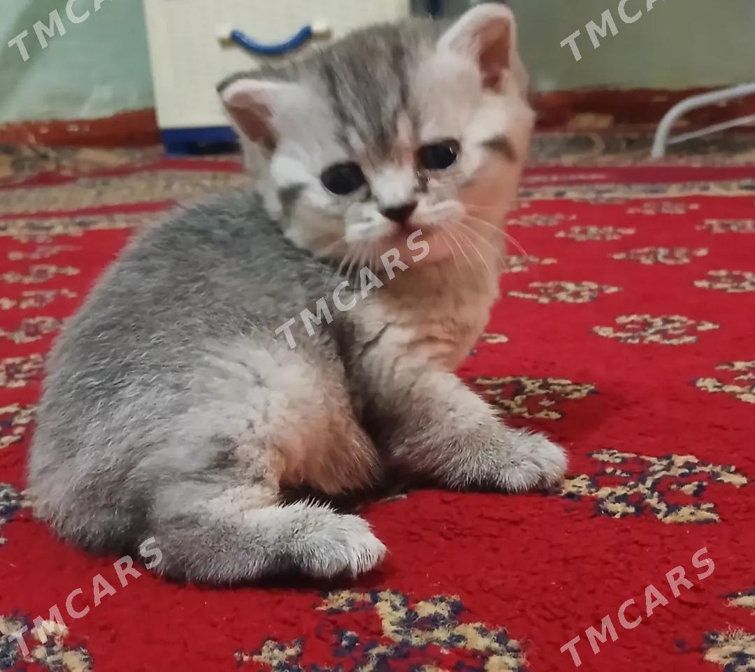 котенок британец - Aşgabat - img 4