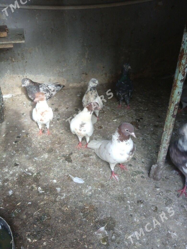 kepderi - 3 mkr - img 5