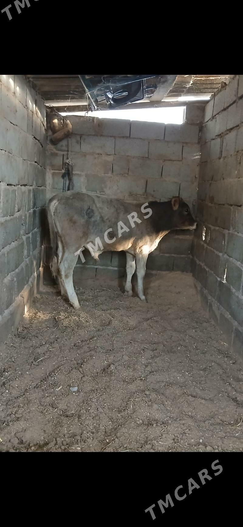 öküz - Gyzylarbat - img 2