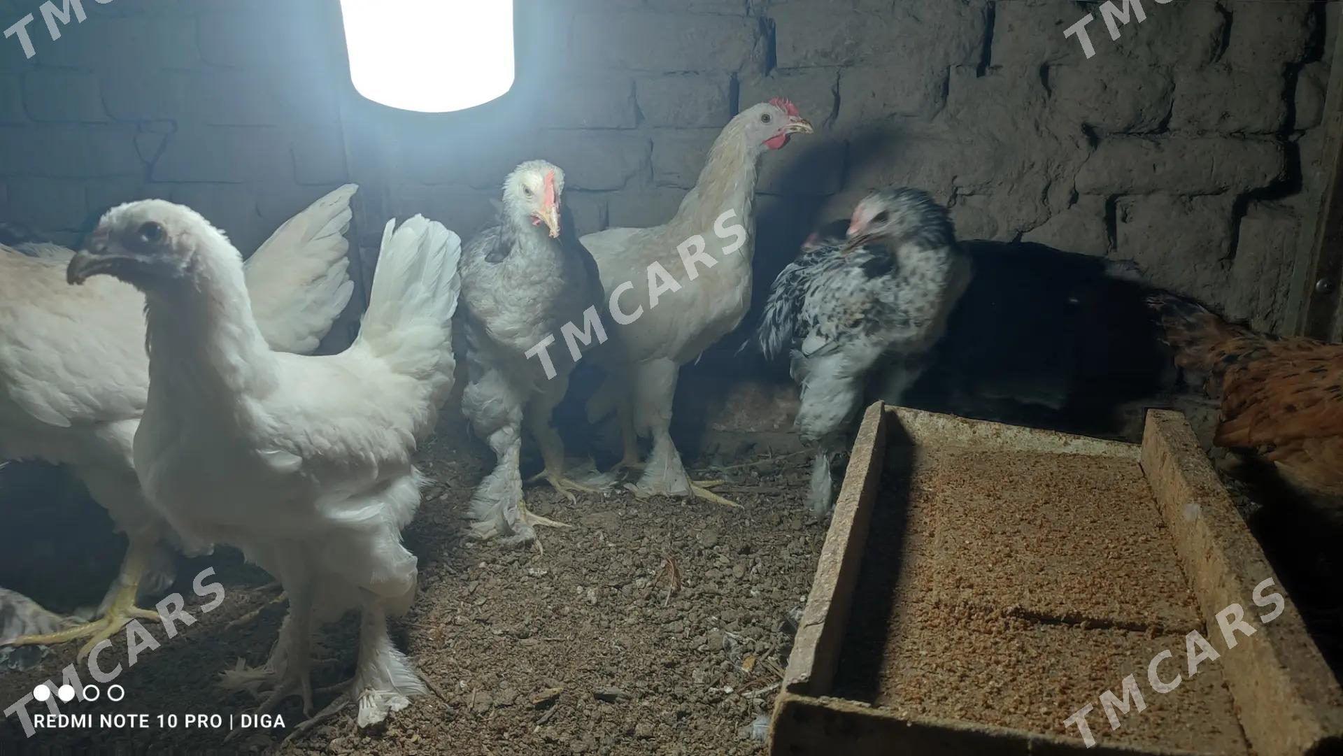 Brama - Daşoguz - img 3