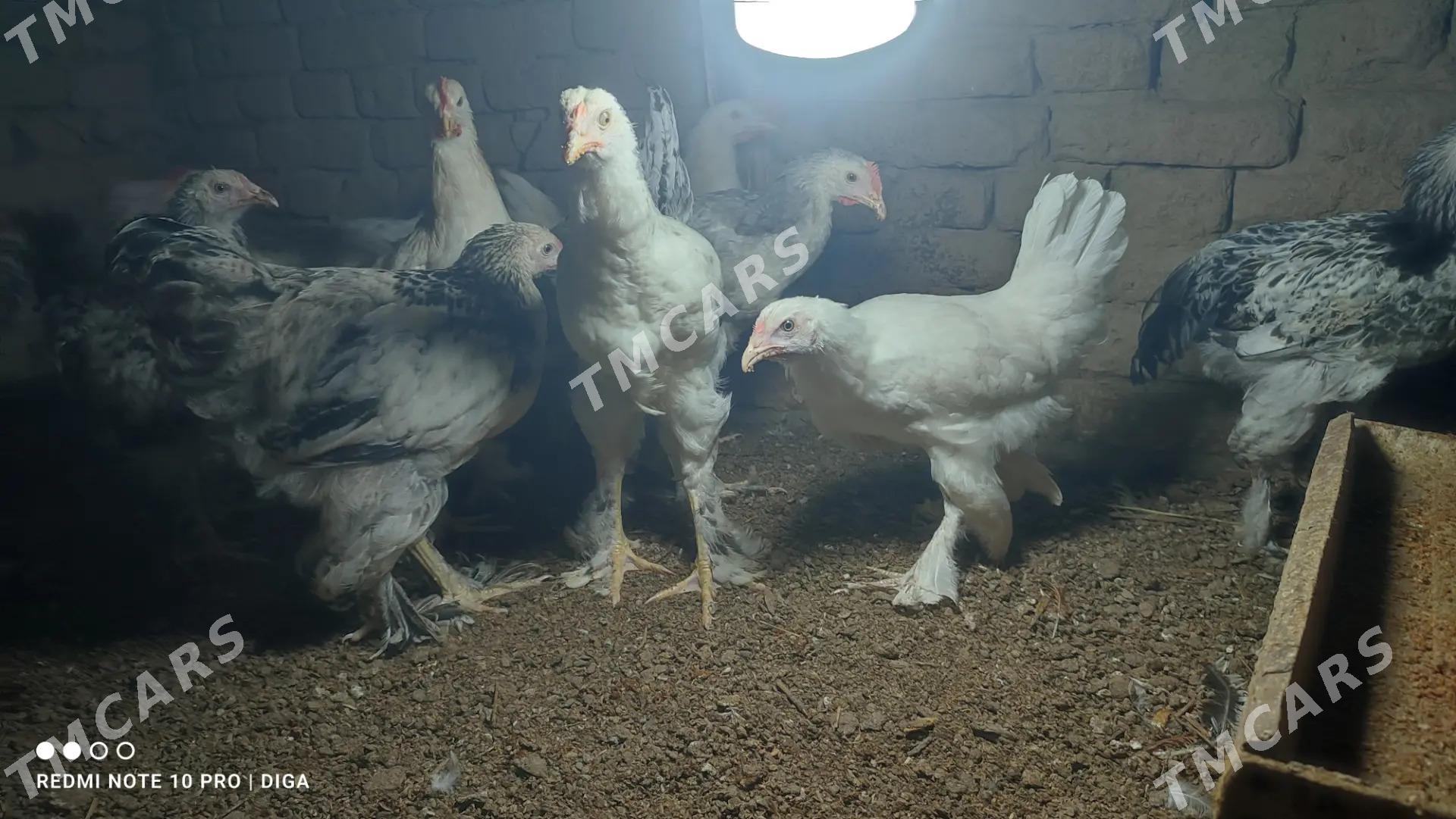 Brama - Daşoguz - img 2