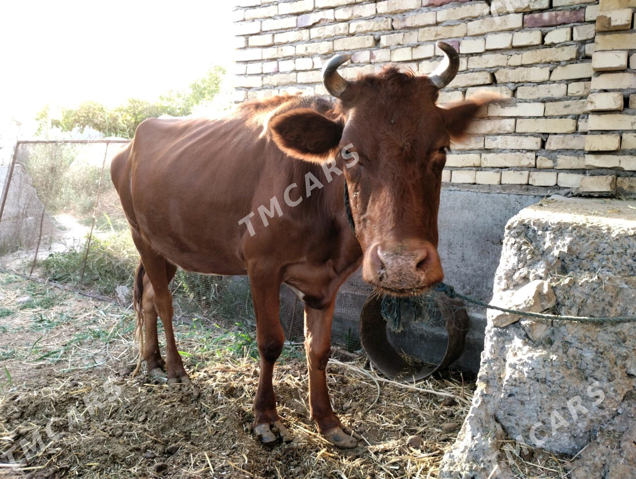 bakyly inek paroda mal - Туркменабат - img 4