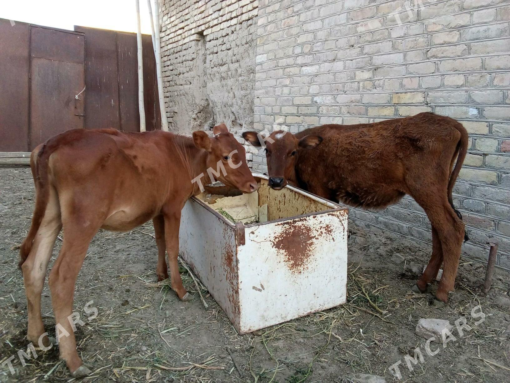 GÖLE GULAJYN  6 AÝ - Мары - img 2