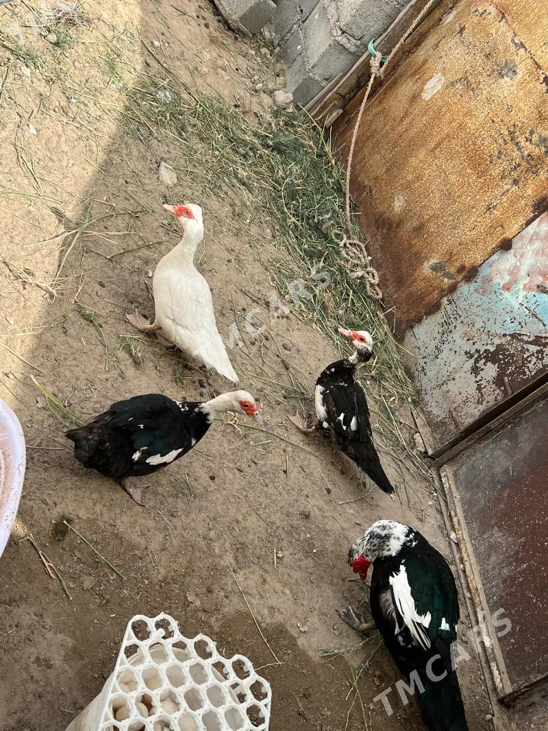 ordek we ordek juyje - Türkmenbaşy - img 2