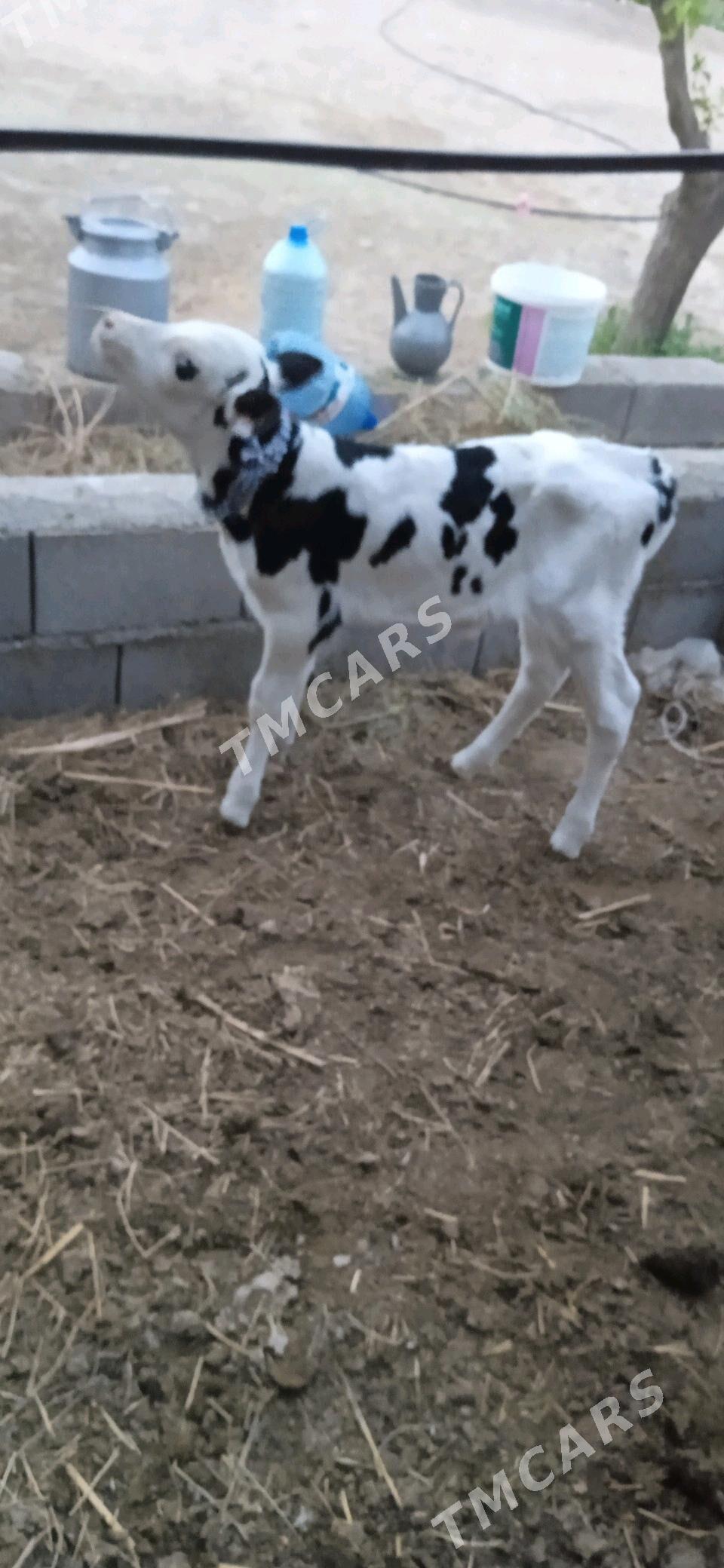 Göle ala - Gökdepe - img 2