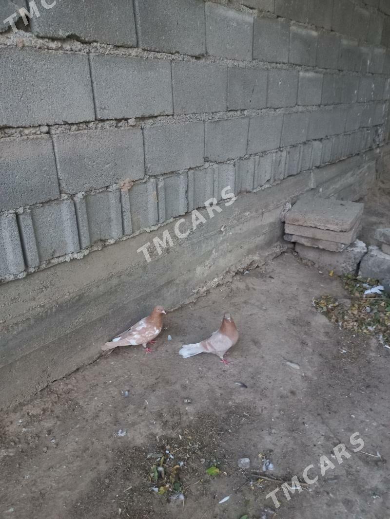 kepderi - Hitrowka - img 3