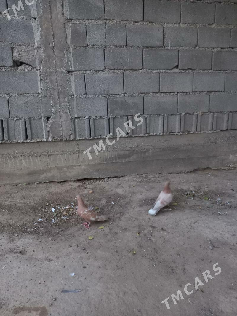 kepderi - Hitrowka - img 2