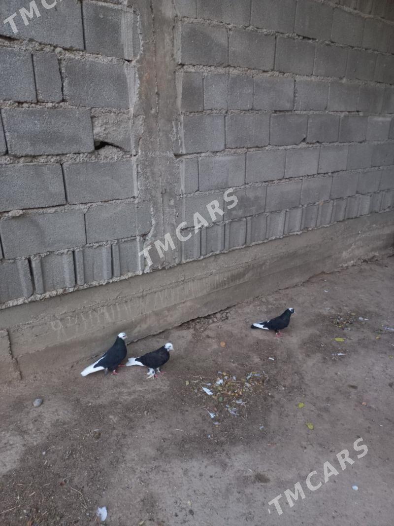 kepderi - Hitrowka - img 2
