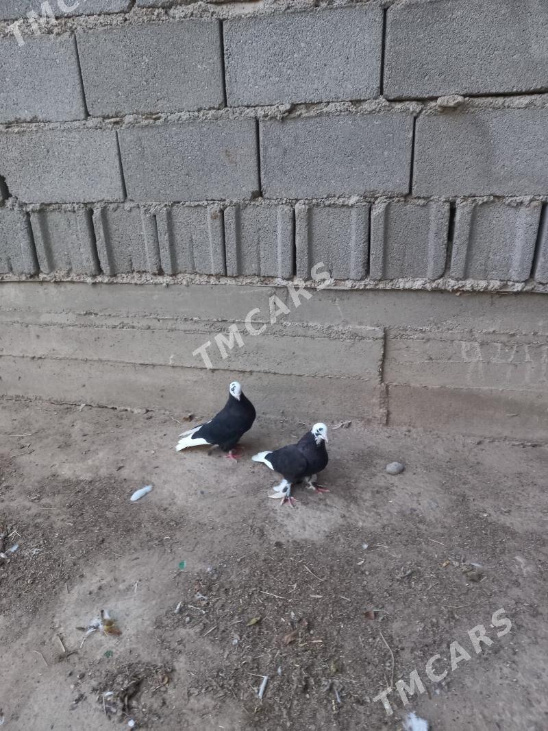 kepderi - Hitrowka - img 5