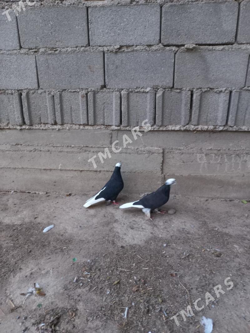 kepderi - Hitrowka - img 7