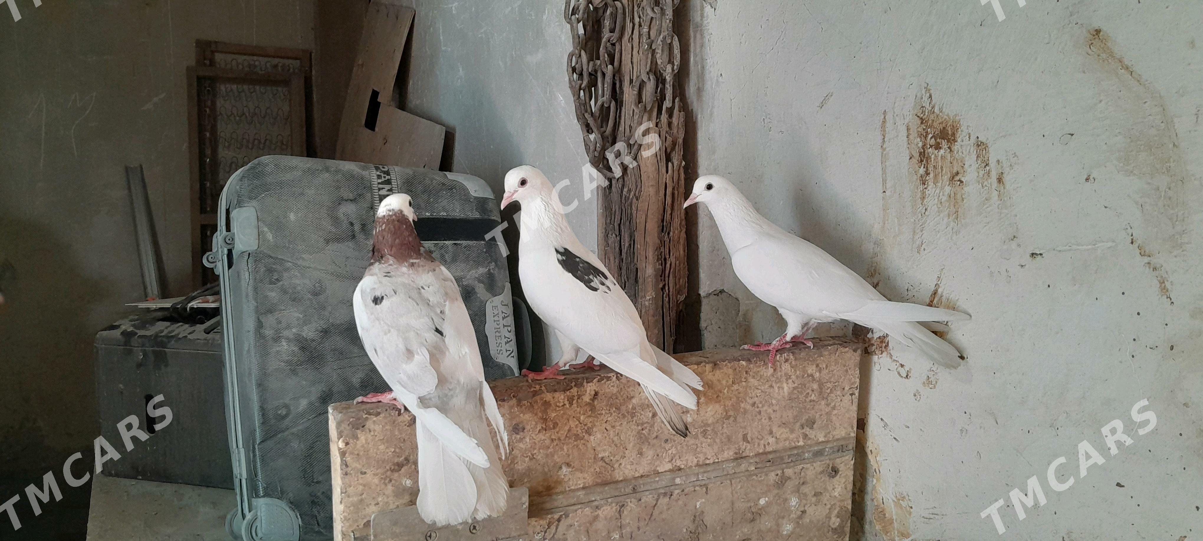 kepderi - Gyzylarbat - img 2
