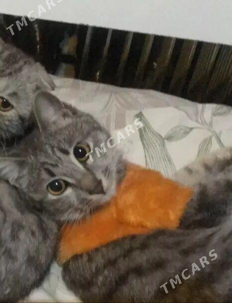 кошки - Türkmenabat - img 1