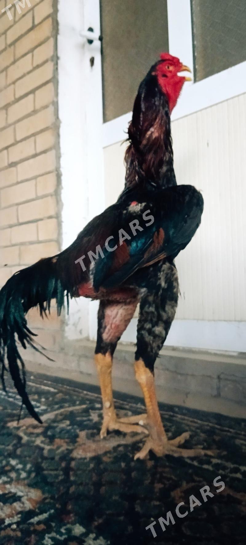 BABAÝ HORAZZ - Türkmenabat - img 1