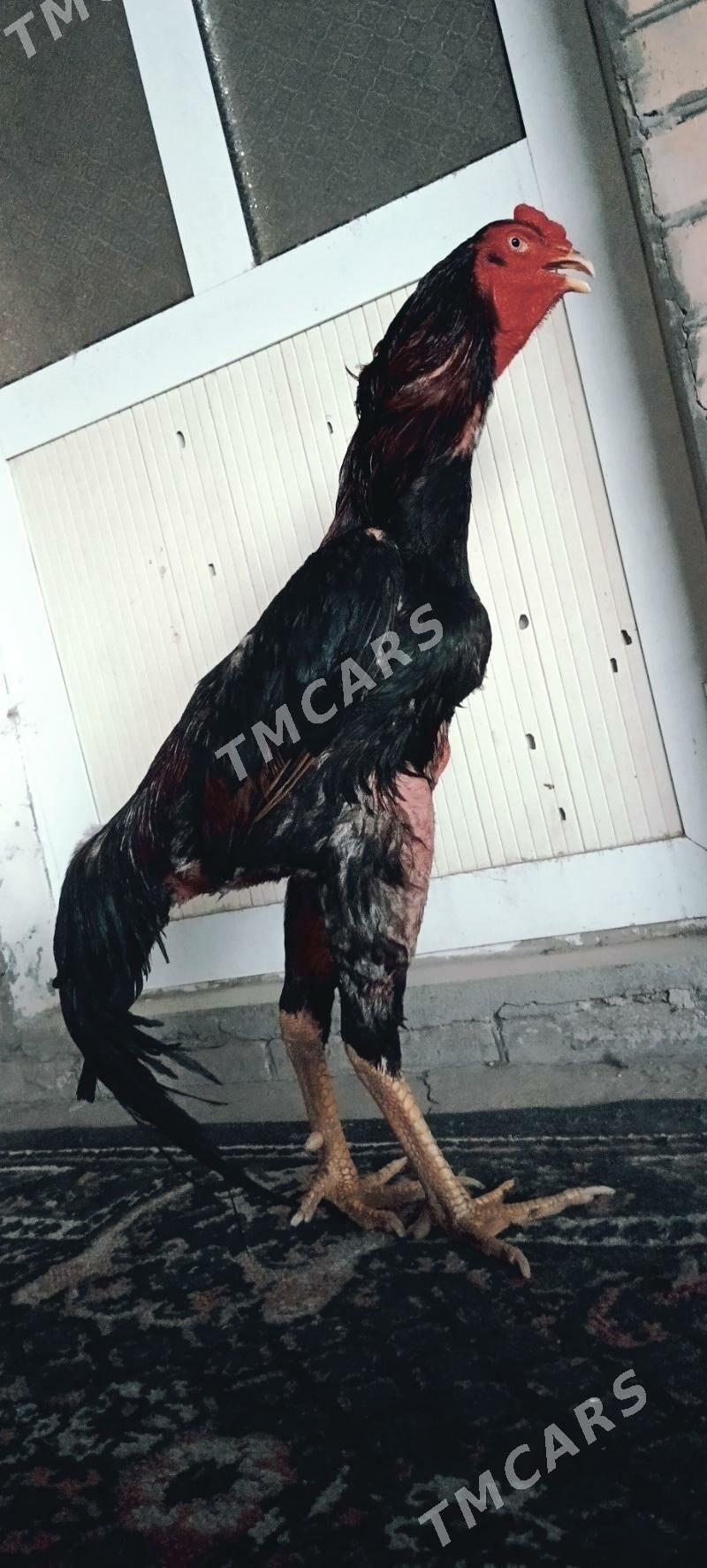 BABAÝ HORAZZ - Türkmenabat - img 2