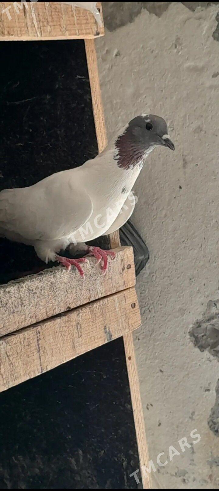 kepderi - Aşgabat - img 3