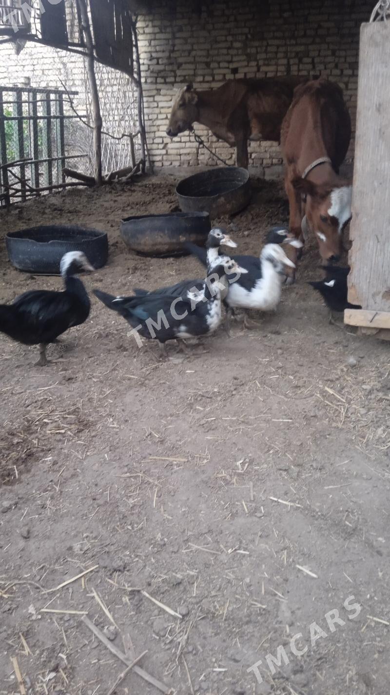 induşka - Дашогуз - img 6
