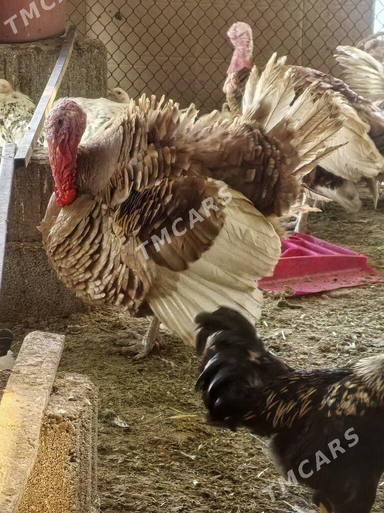 owgan induk - Çoganly - img 2