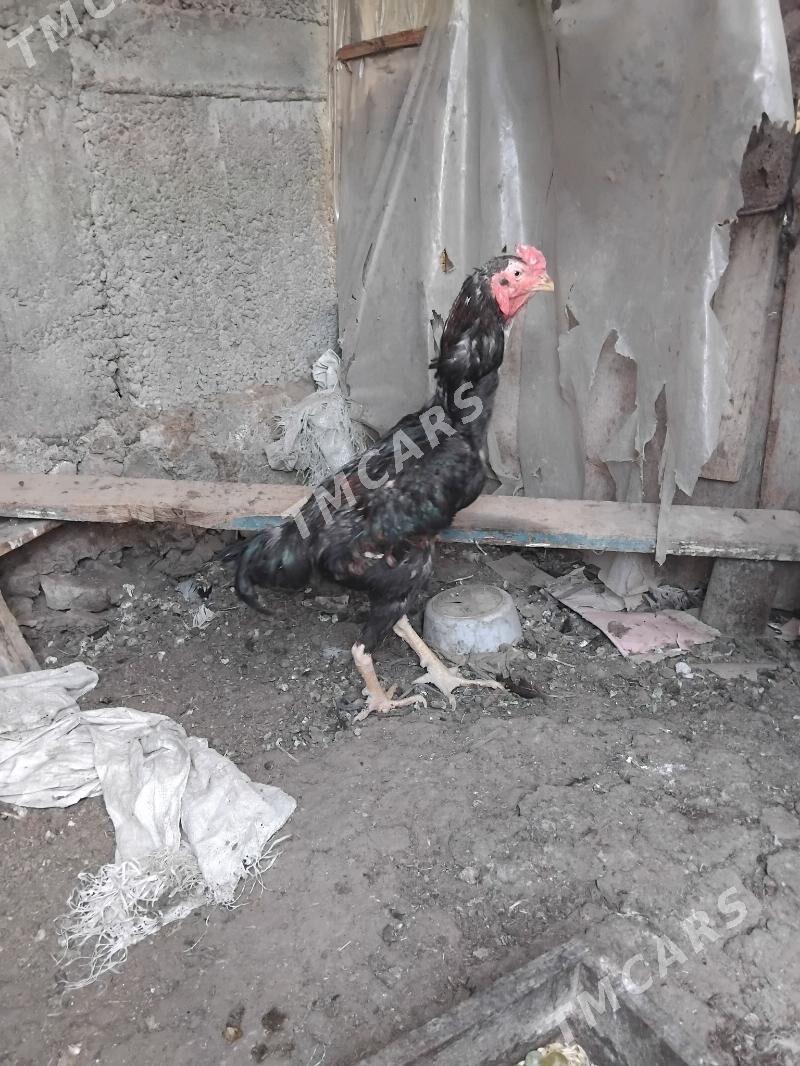 Taskent xoraz - Gypjak - img 2