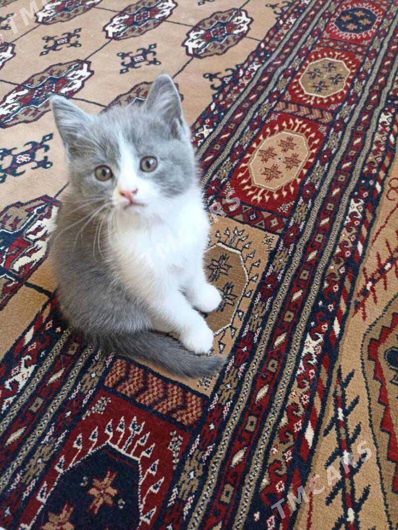 котенок - Мир 8 - img 3