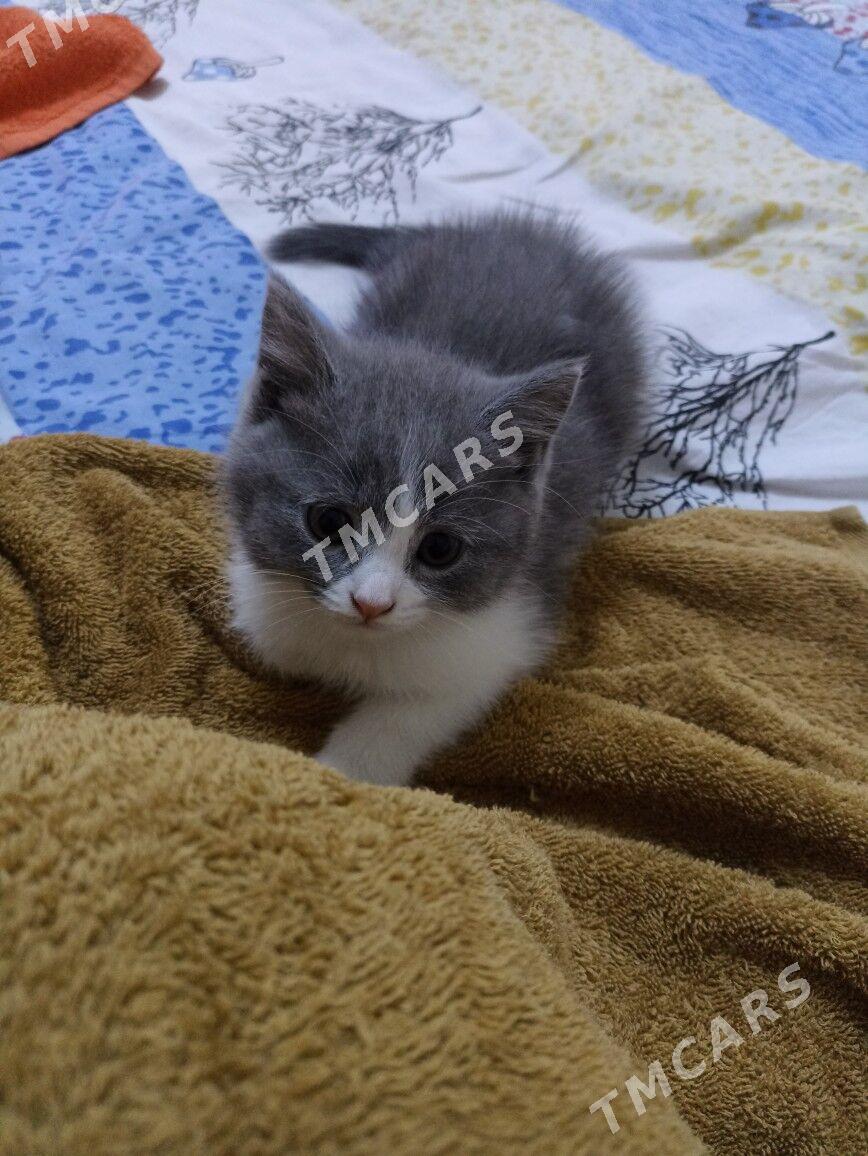 котенок - Мир 8 - img 2