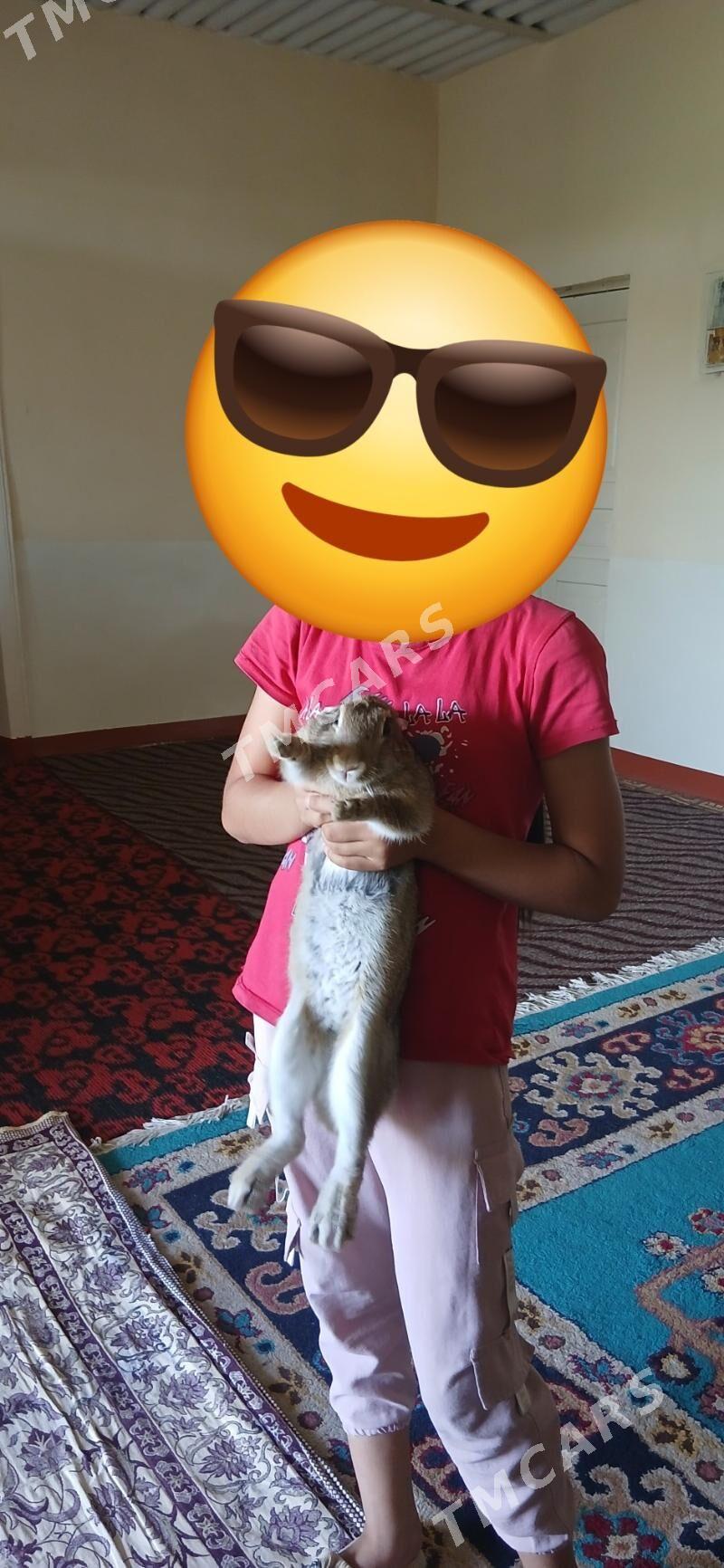 welkan towsan - Багир - img 2