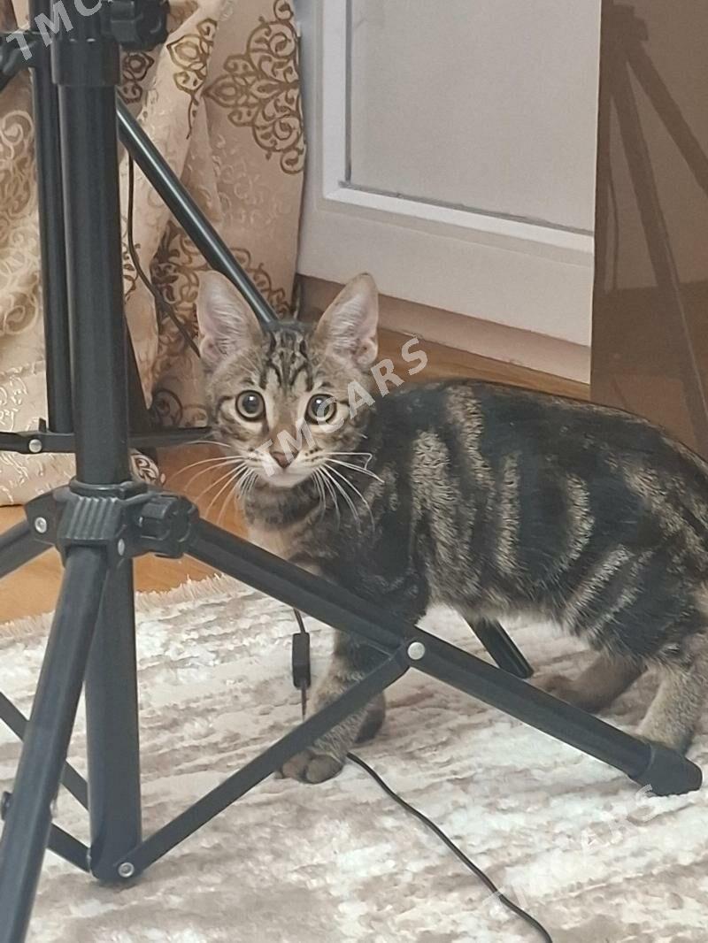 Котёнок ♡ - Aşgabat - img 2