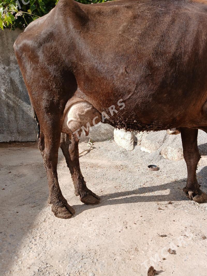 goleli sygyr - Aşgabat - img 3