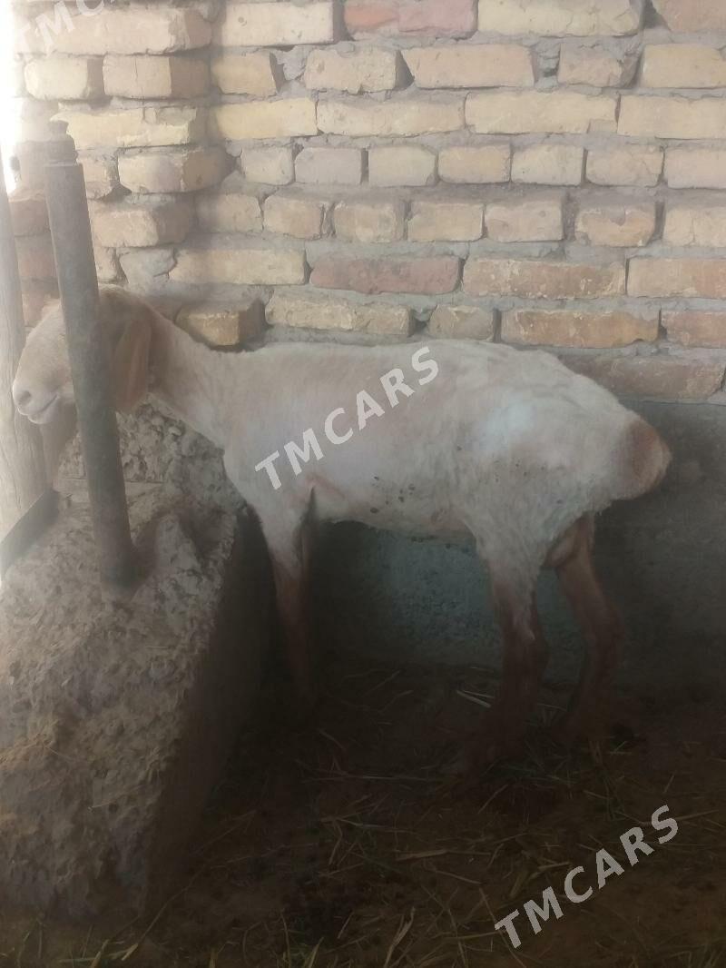gysyr goyun - Türkmenabat - img 2