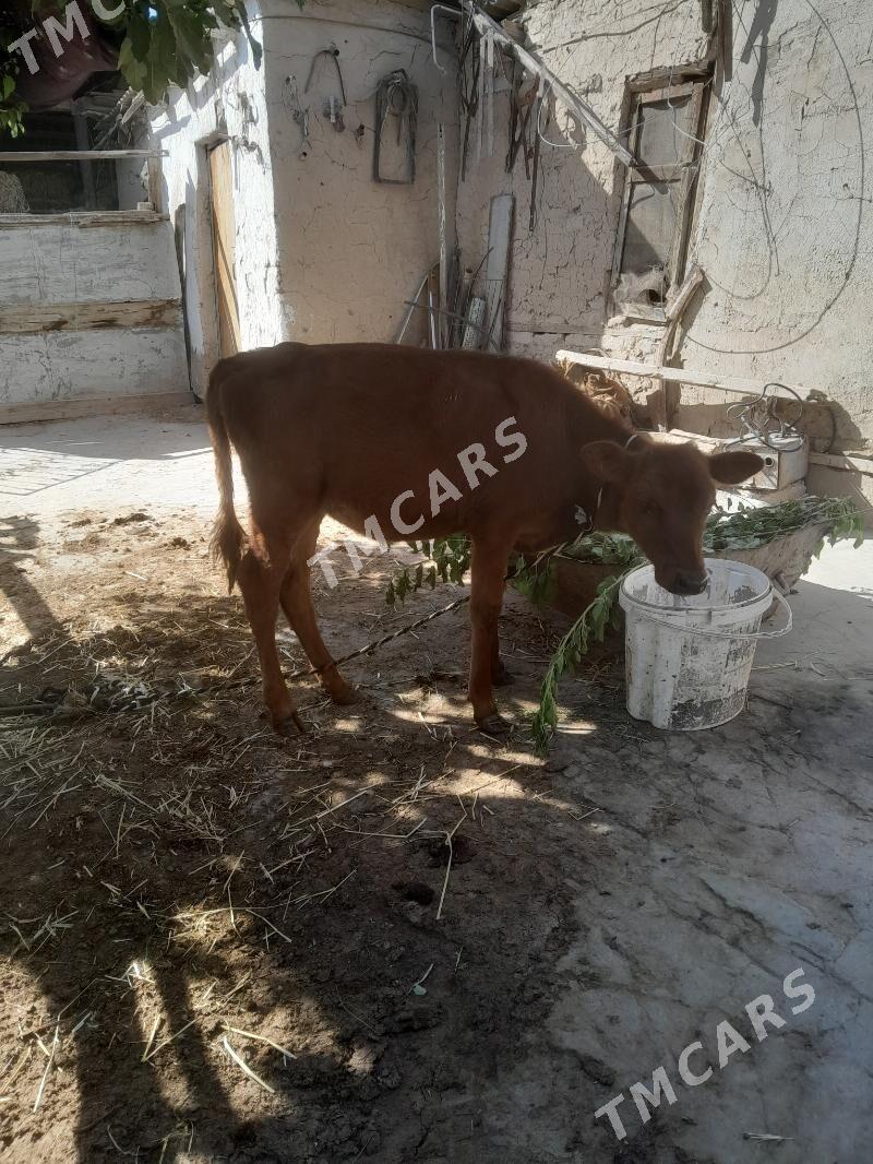 Õküz we tüwe - Köşi - img 2