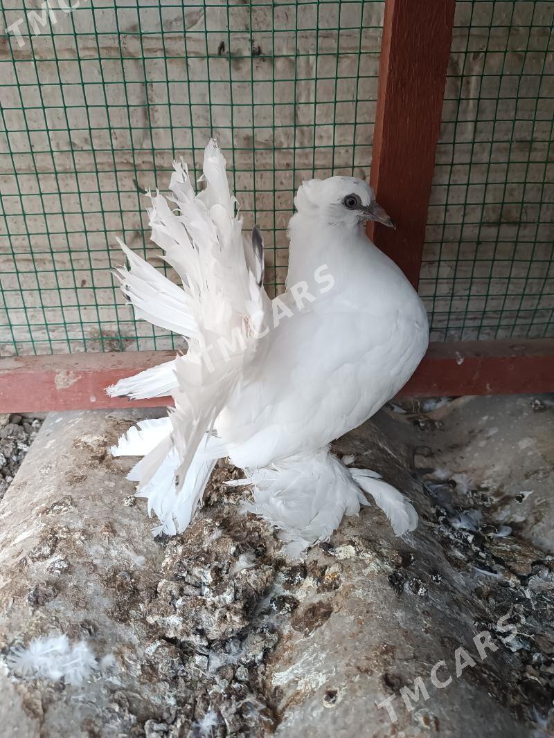 Kepderi - Mary - img 3