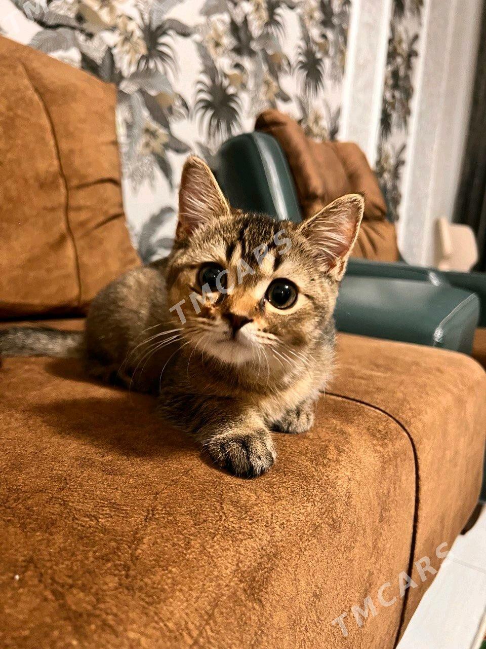 Чистокровный шотландский кот - Ашхабад - img 2