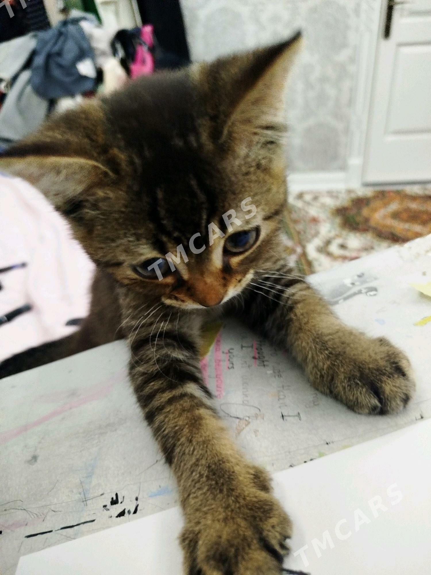 Чистокровный шотландский кот - Ашхабад - img 3