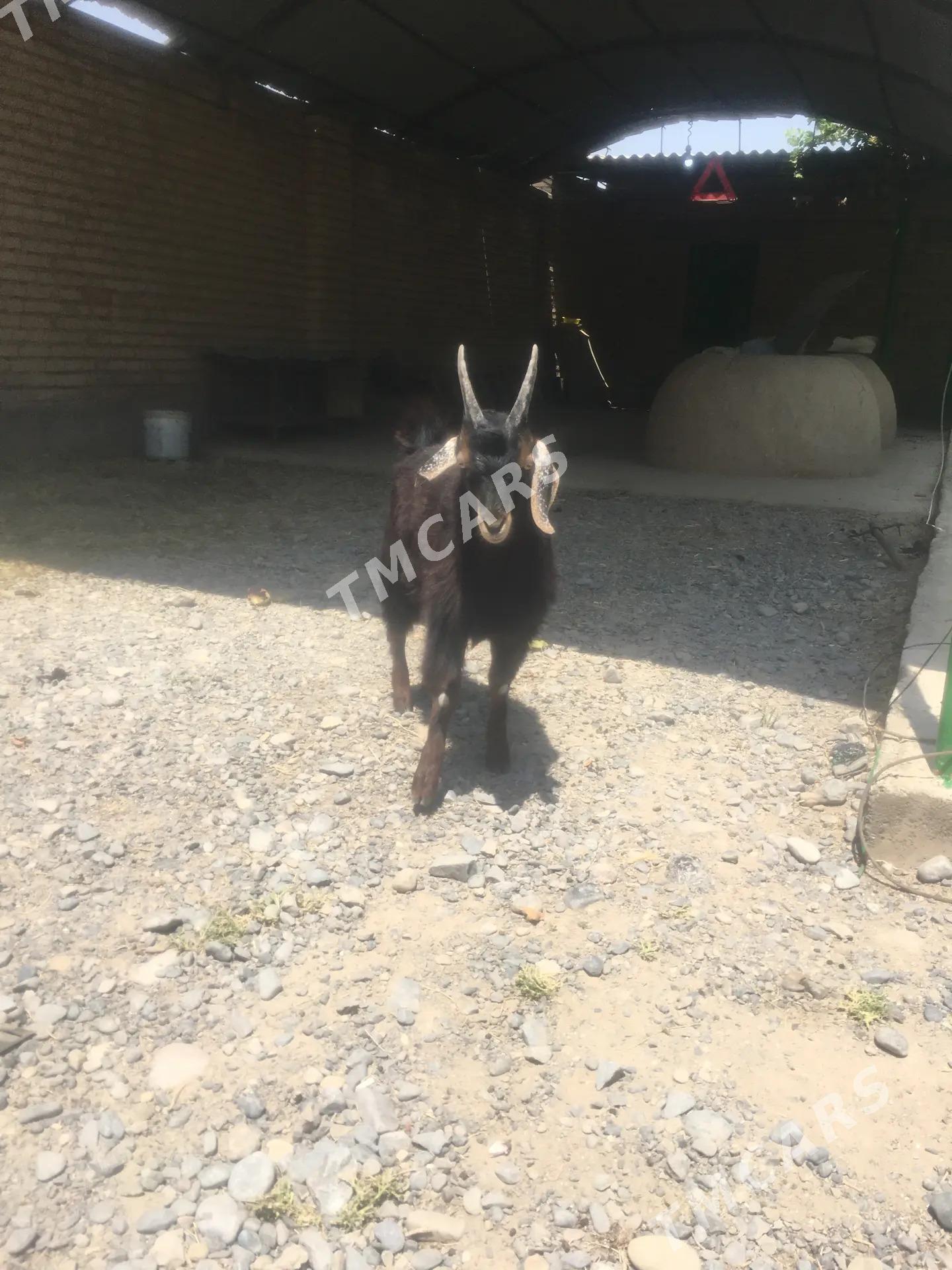 çewiş - Кака - img 2