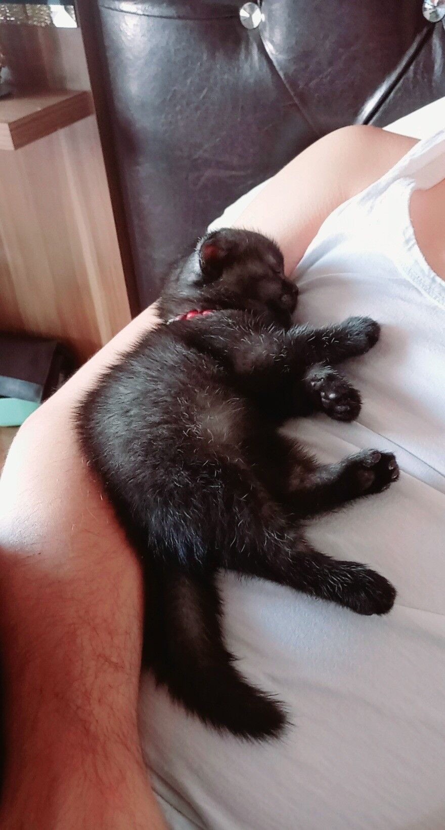 Кошки, котята породистые - Türkmenabat - img 6