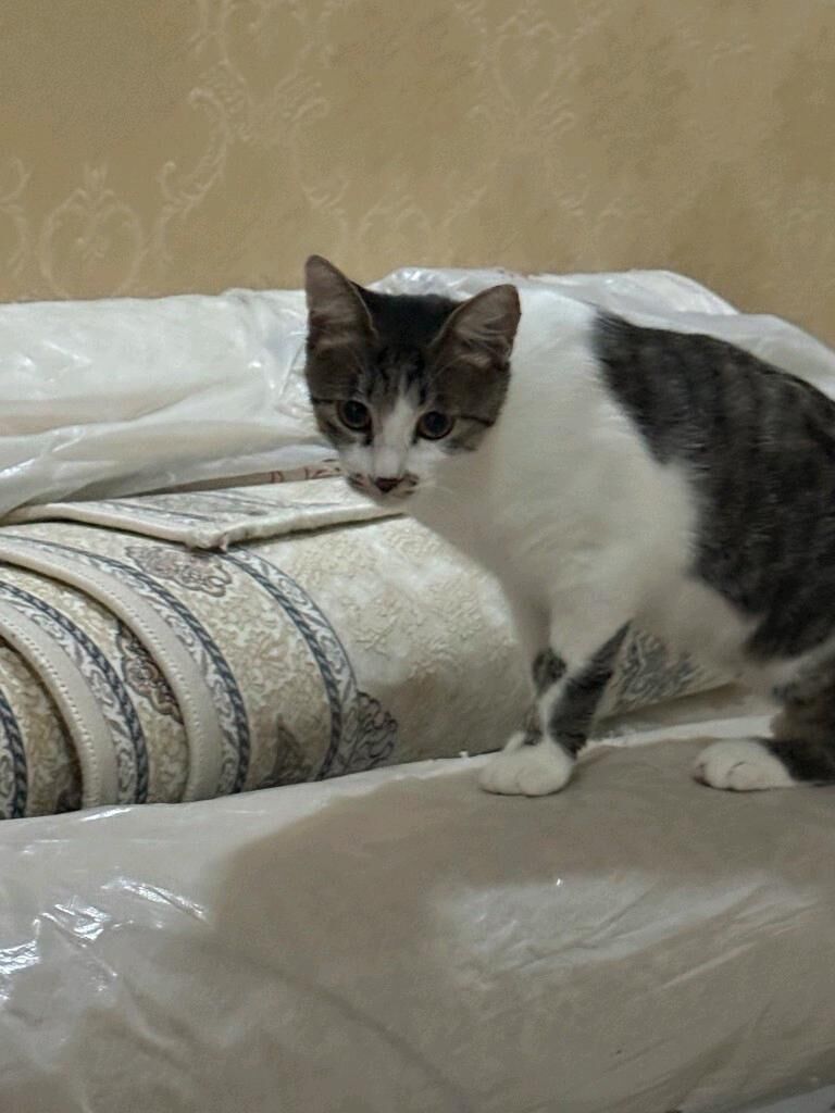 КОШКА - Aşgabat - img 3
