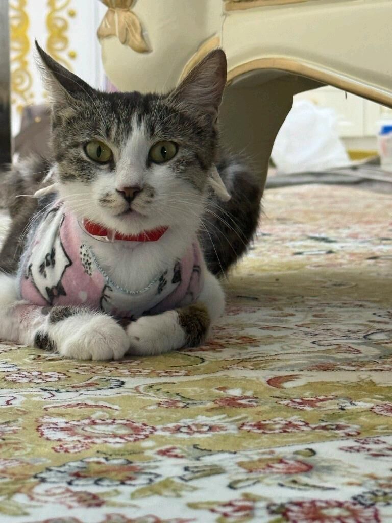 КОШКА - Aşgabat - img 4