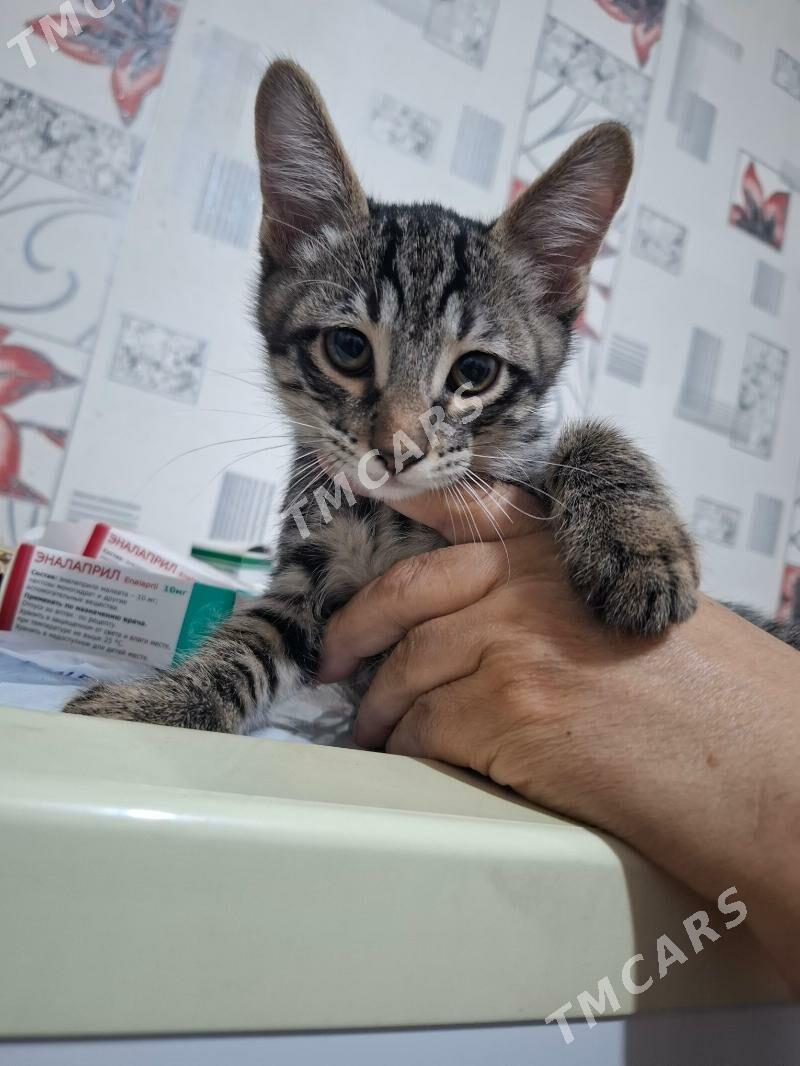 КОТЁНОК МАЛЬЧИК - Mary - img 2