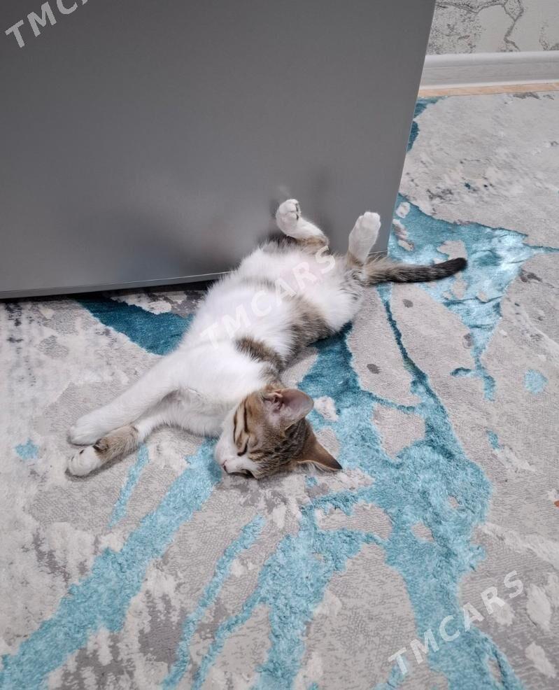 КОТЁНОК ДЕВОЧКА - Мары - img 2