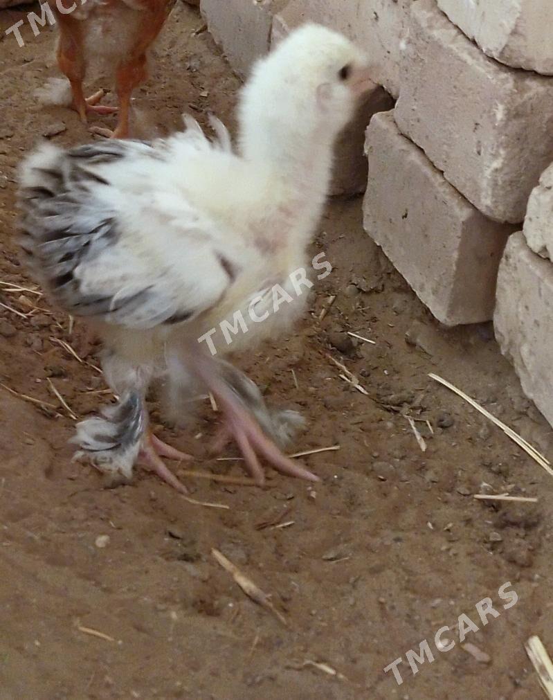Arassa brama kurk juyje - Мары - img 2