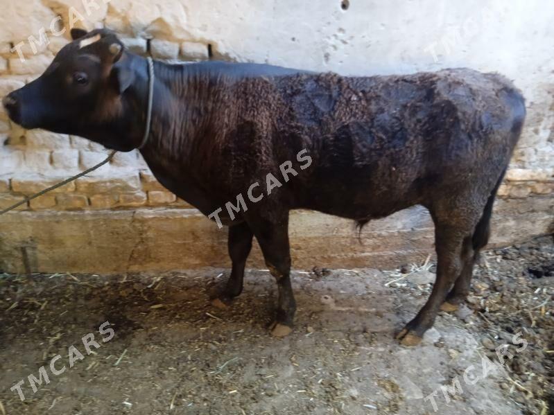 5 sany sagdyn öküzler - Türkmenabat - img 2