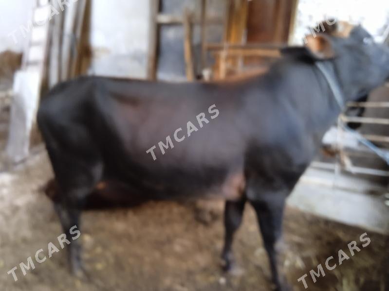 5 sany sagdyn öküzler - Türkmenabat - img 5