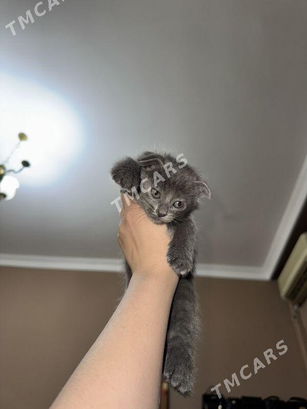 шотландские котята - Ашхабад - img 2