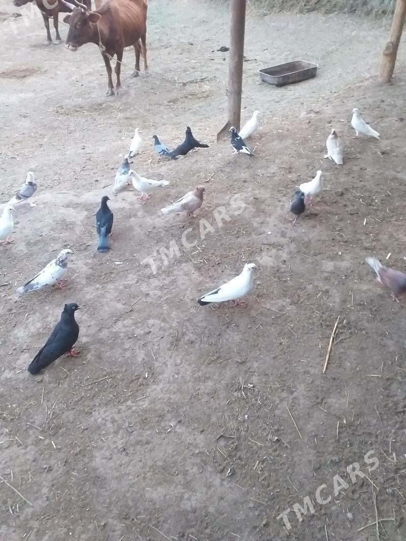 Kepderi we Horoz - Акдепе - img 2
