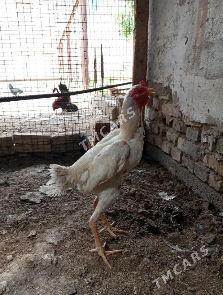 Horaz - Çärjew - img 2