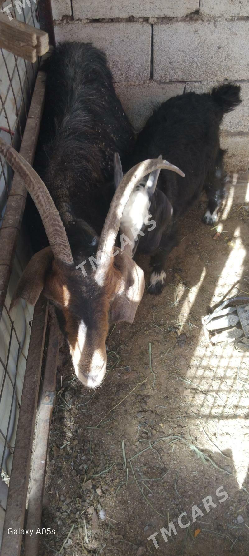 geçi - Çoganly - img 2