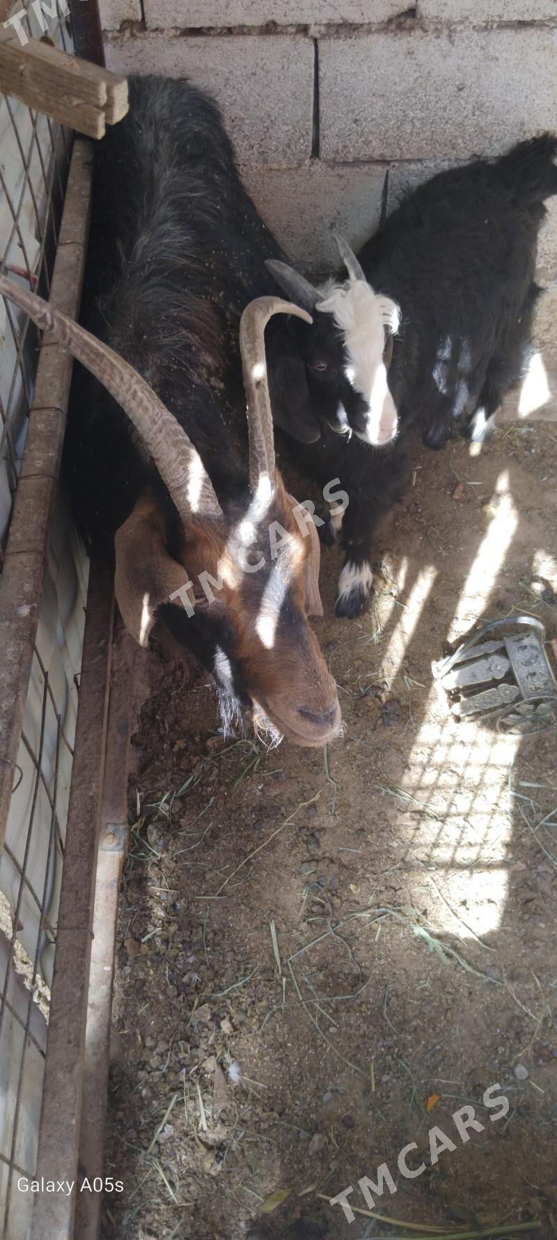 geçi - Çoganly - img 3