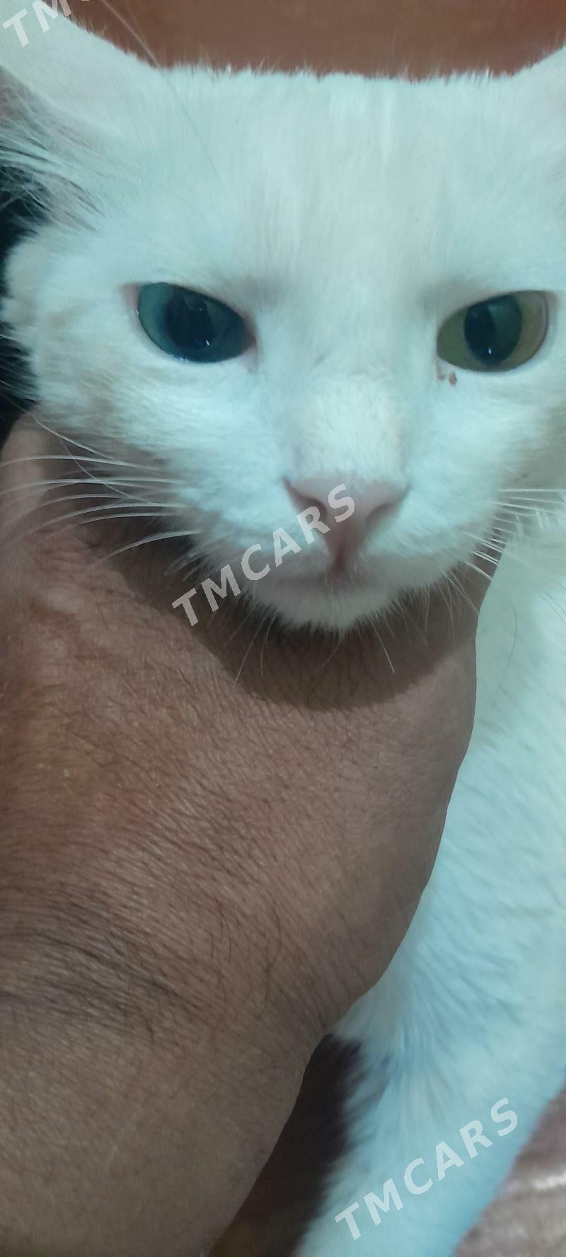 продам котят чпродам котят - Büzmeýin - img 3