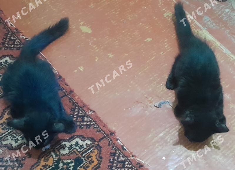 продам котят чпродам котят - Büzmeýin - img 2
