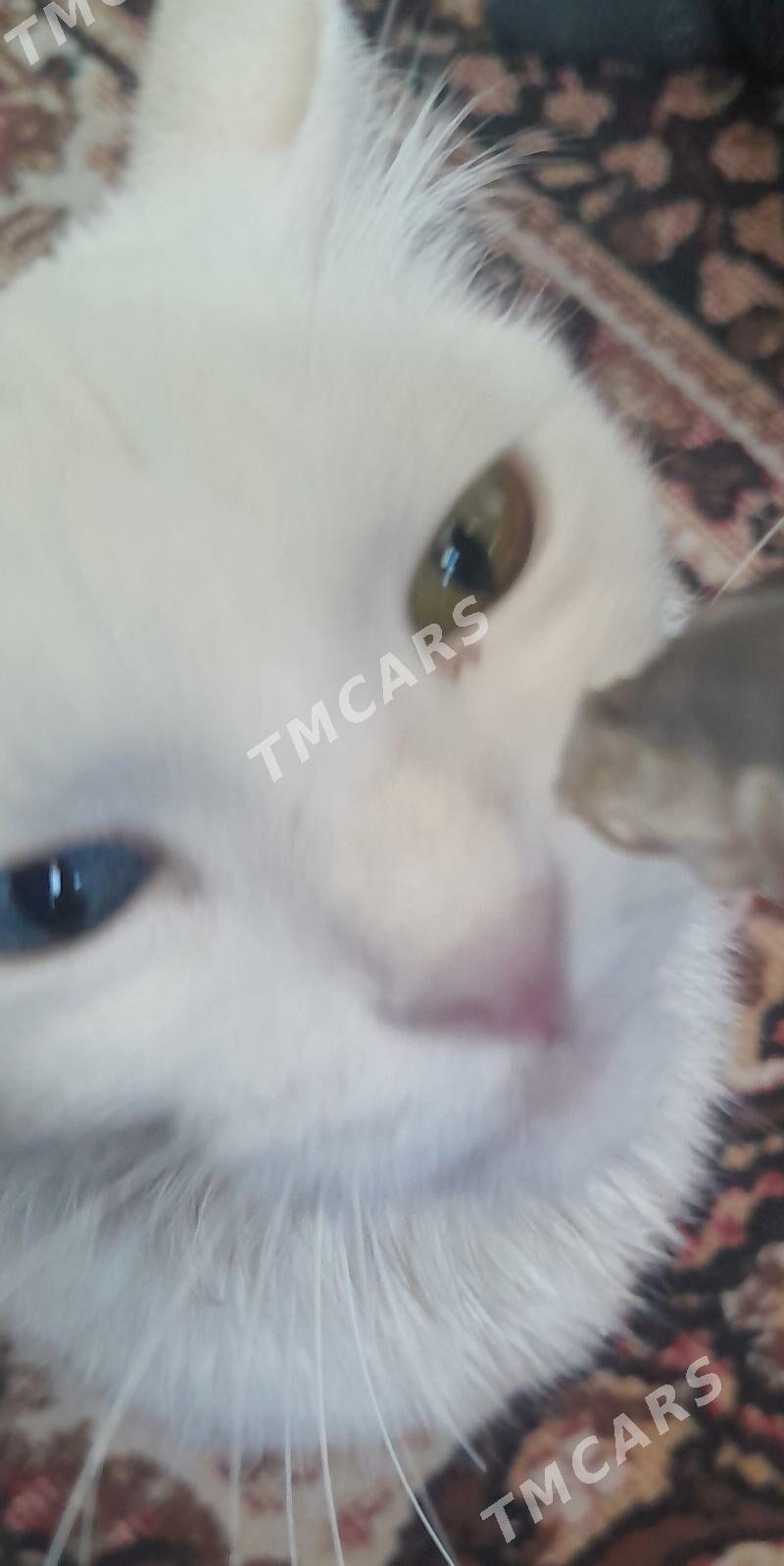 продам котят чпродам котят - Büzmeýin - img 4
