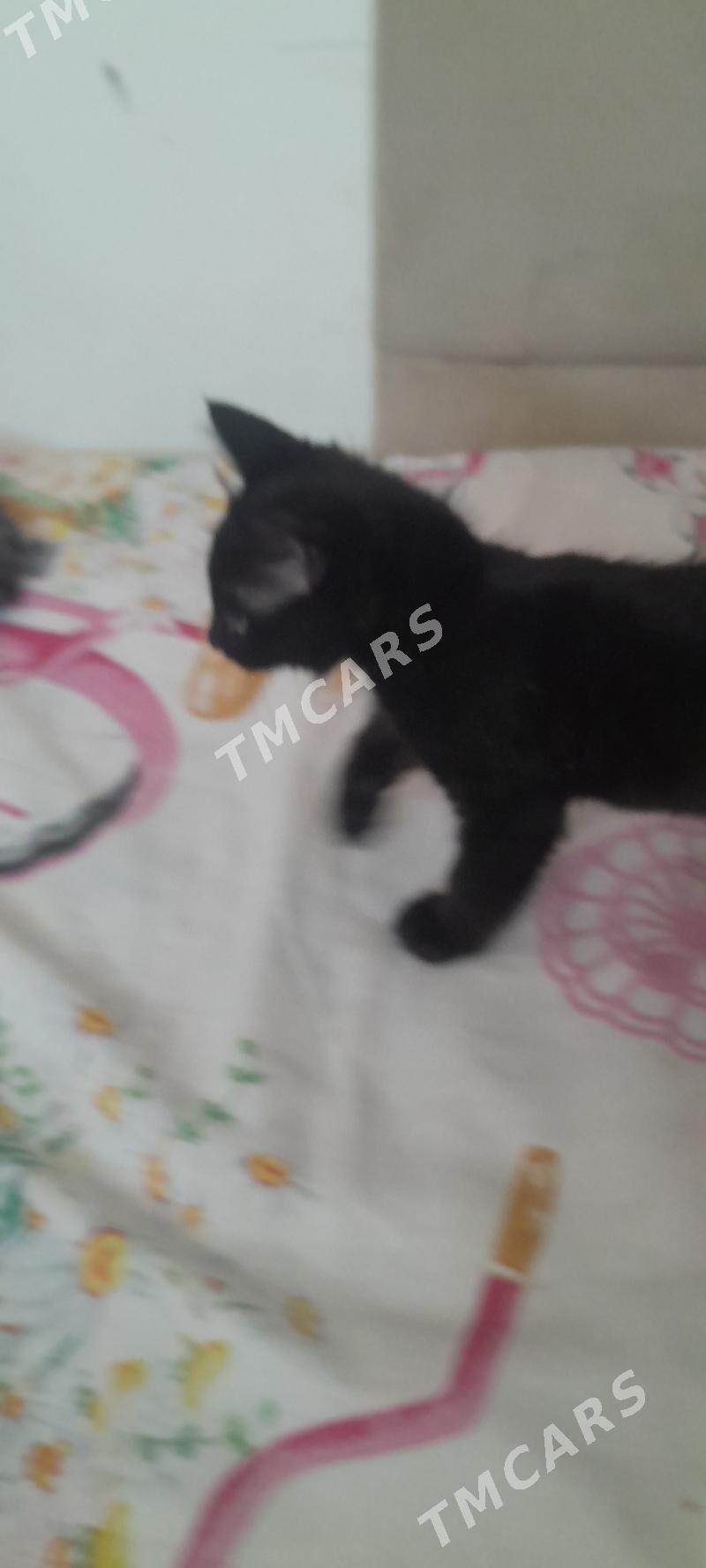 продам котят чпродам котят - Büzmeýin - img 5